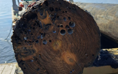 Driven Pile Systems Explained: Why Homeowners Are Choosing Driven Pile Systems for Stronger Waterfront Foundations